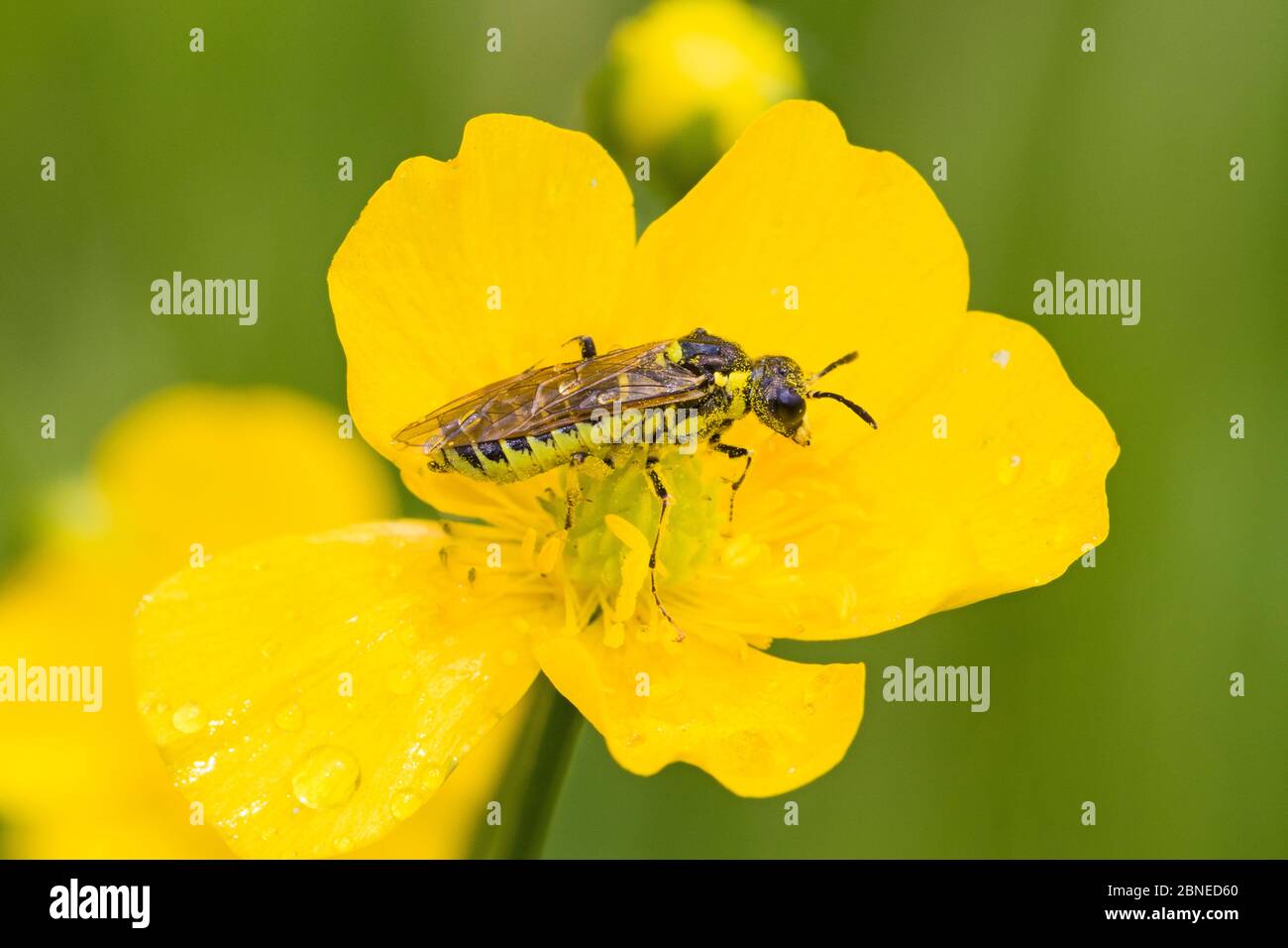 Sawfly (Tenthredo arcuata) su fiore, Parco Naturale Sutcliffe, Eltham, maggio. Foto Stock