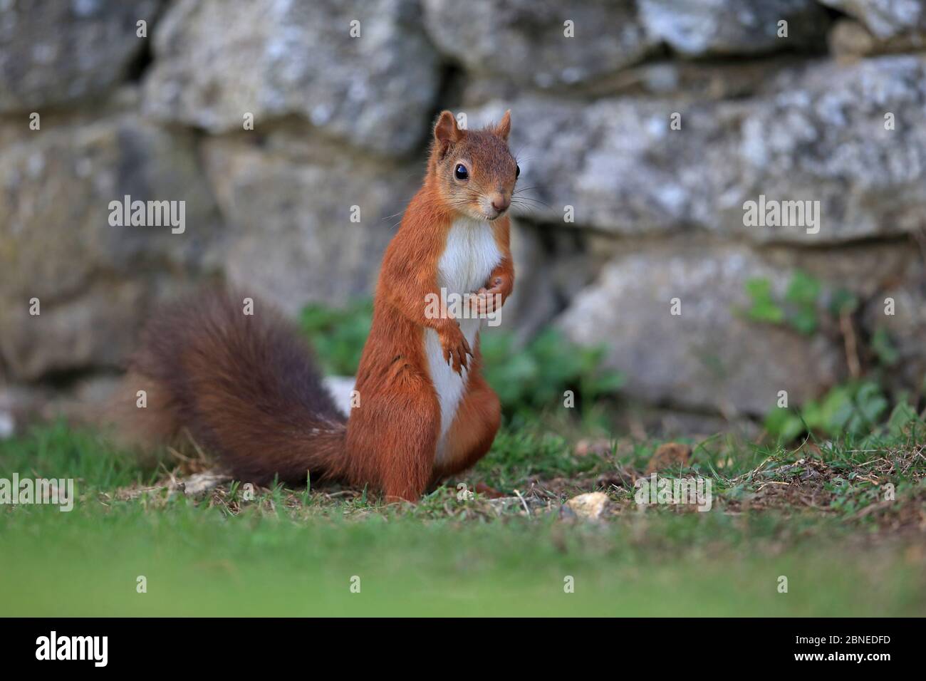 Red Squirrel (Sciurus vulgaris) in piedi di fronte a muro di mattoni, Isola di Wight, Hampshire, Regno Unito agosto Foto Stock