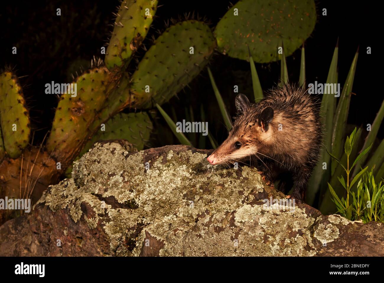 Virginia Opossum (Didelphis virginiana), Milpa alta Forest, Messico, luglio Foto Stock