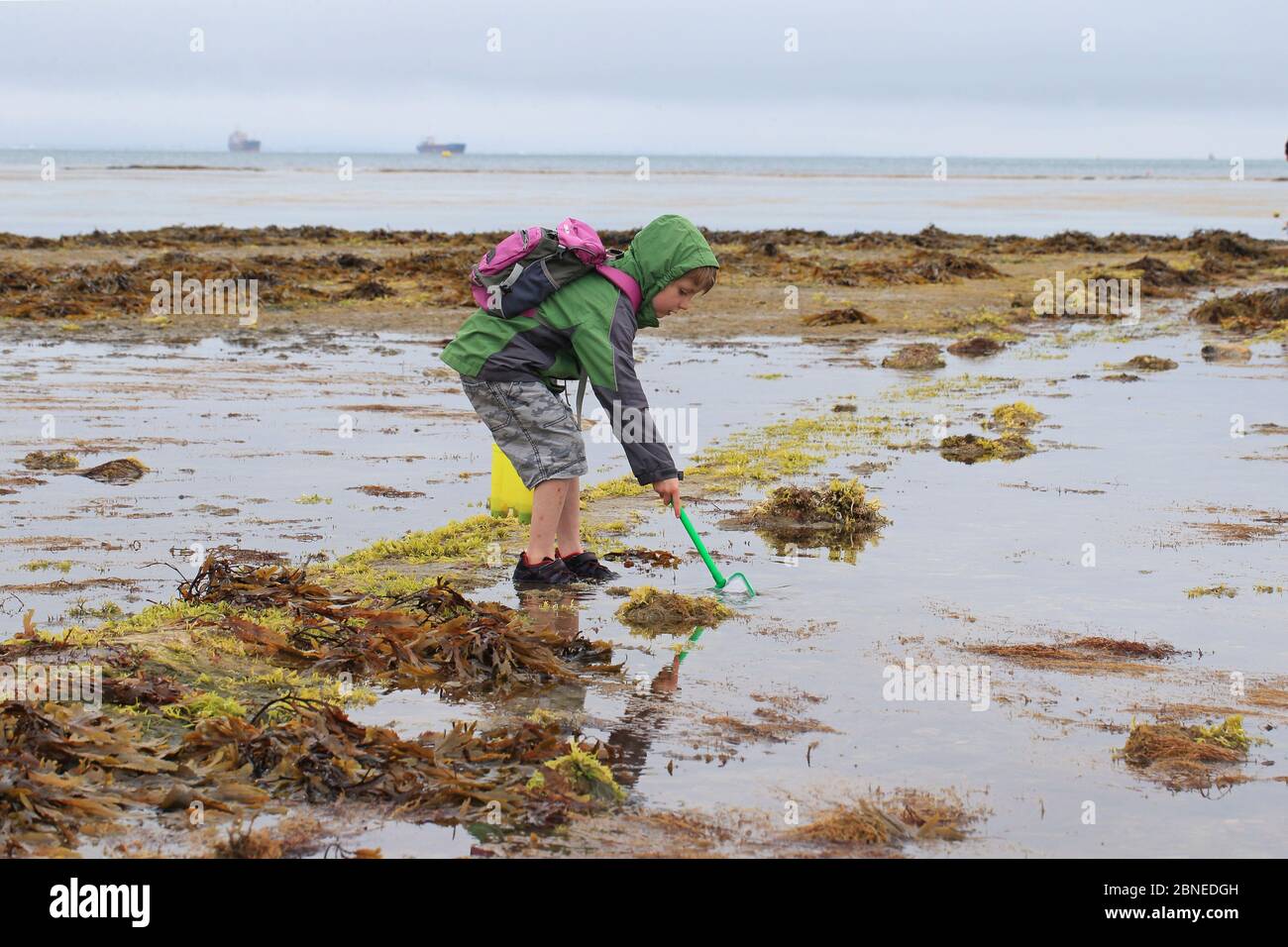 Young boy rock-pooling sulla spiaggia, Isola di Wight, Hampshire agosto 2015 Foto Stock