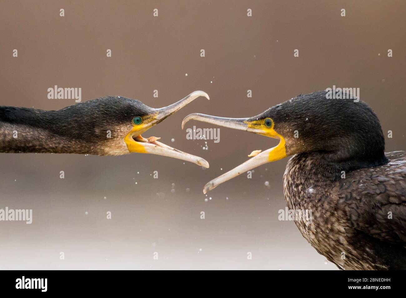 Cormorani (Phalacrocorax carbo) lotta, Lago csaj, Parco Nazionale Kiskunsagi, Pusztaszer, Ungheria. Foto Stock