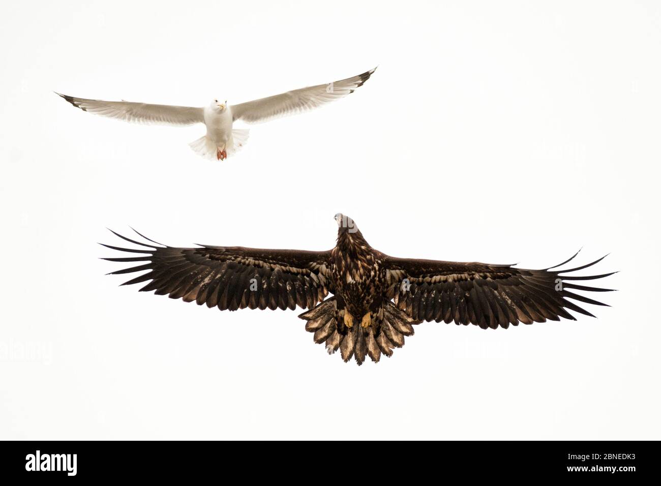 Aringa gabbiano (Larus argentatus) mobbing White Tailed sea eagle (Haliaeetus albicilla) con pesci preda, Lago Csaj, Kiskunsagi National Park, Ungheria. Ma Foto Stock