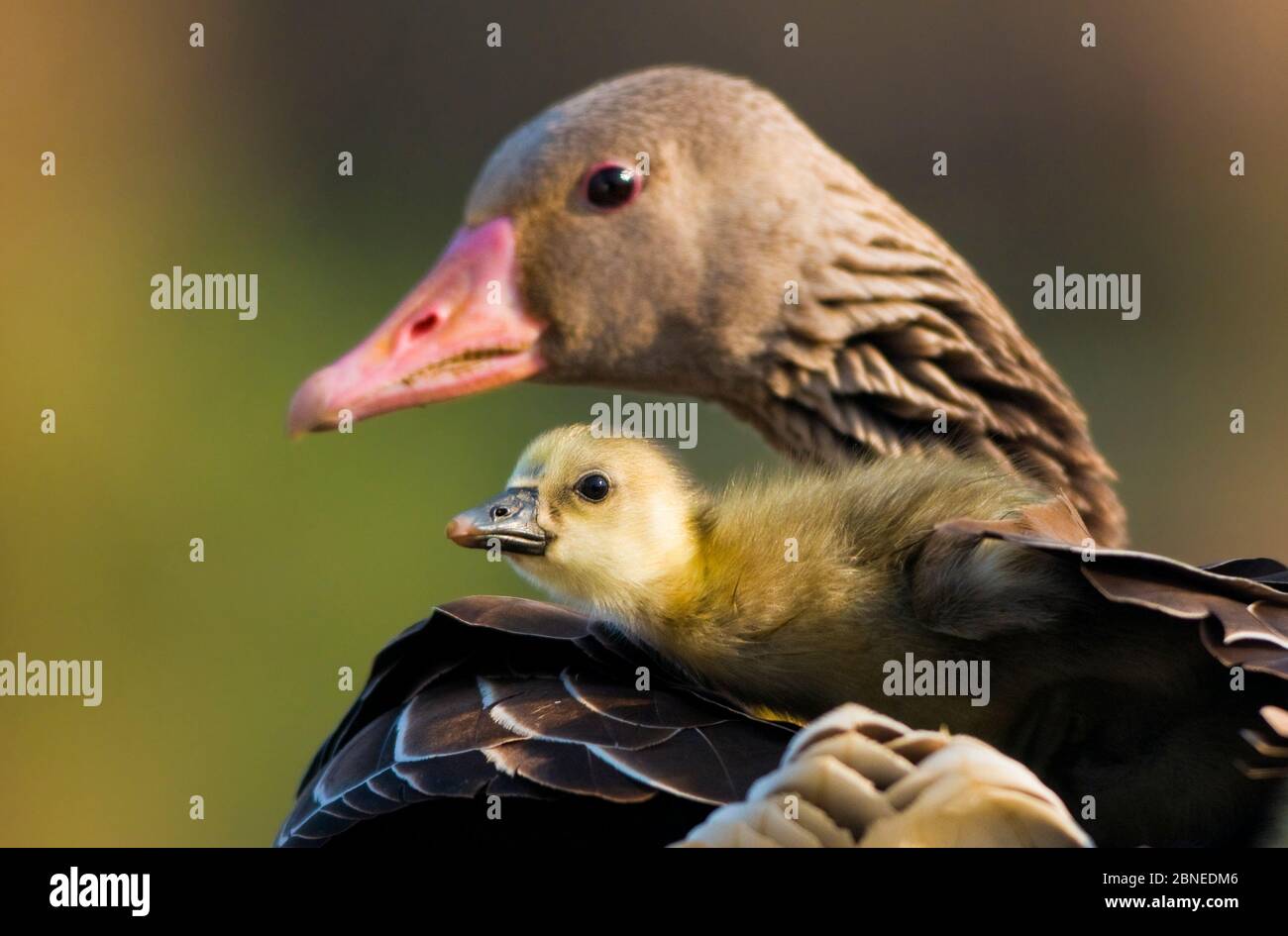 gosling (Anser anser), che riposa sotto l'ala dei genitori, Pusztaszer, Kiskunsagi National Park, Pusztaszer, Ungheria. Foto Stock