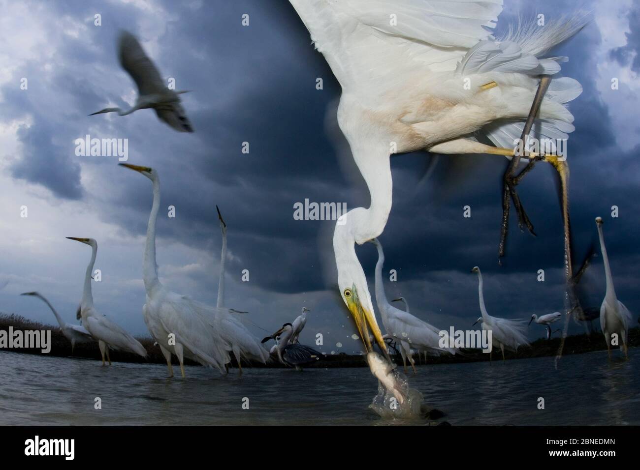 Grande egreo (Ardea alba) con l'altro dietro, nutrendo in lago con altri dietro, lago csaj, Kiskunsagi Parco Nazionale, Pusztaszer, Ungheria. Giugno. Foto Stock