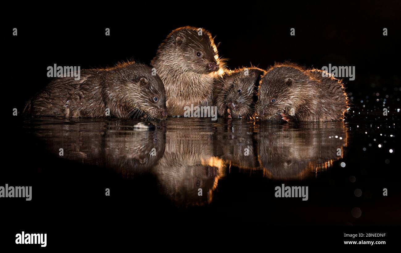 Gruppo europeo di lontra (Lutra lutra) in acque poco profonde, Parco Nazionale di Kiskunsagi, Ungheria, ottobre. Foto Stock