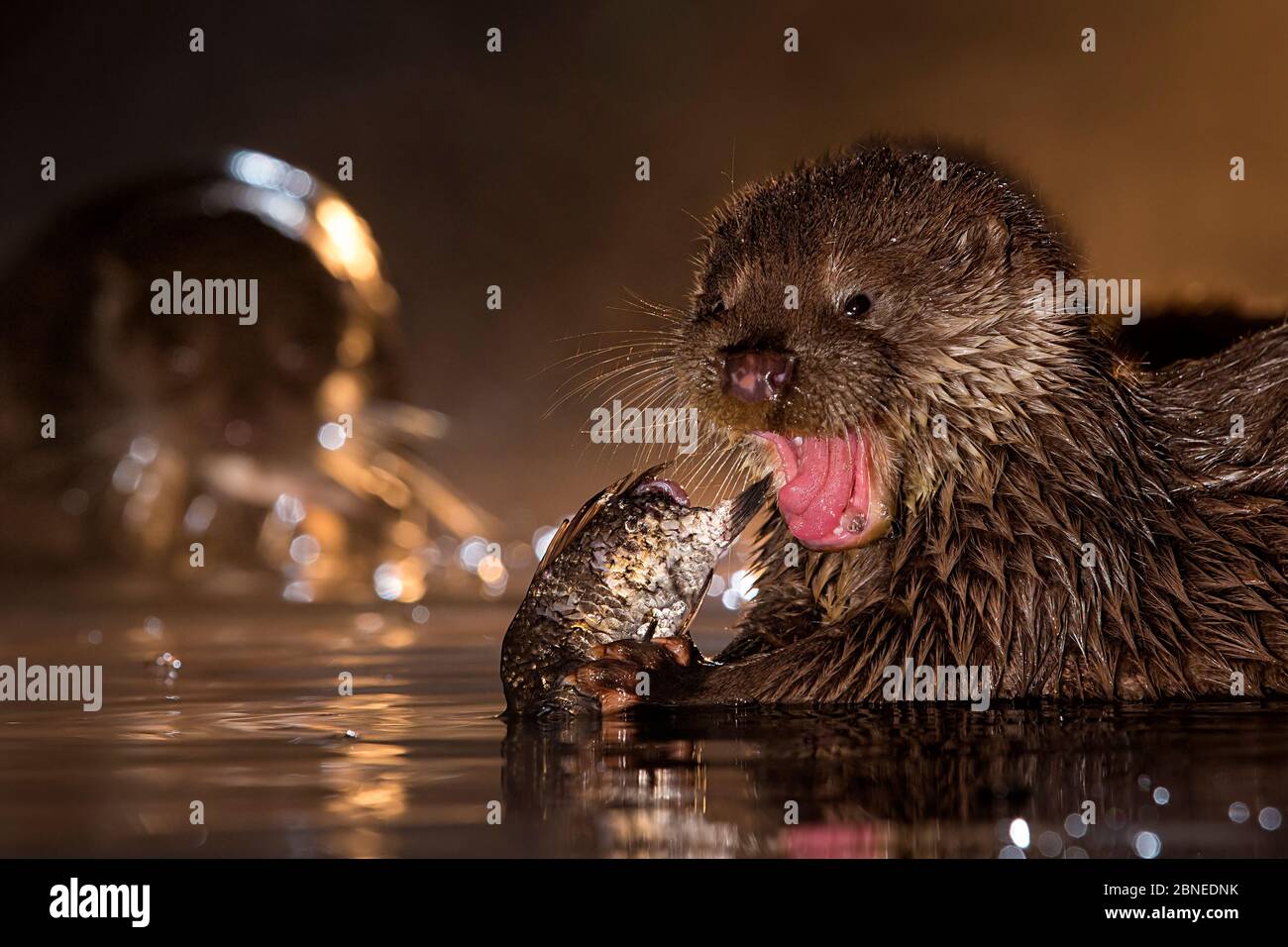 Lontra europea (Lutra lutra) che si nutre di pesci, Parco Nazionale di Kiskunsagi, Ungheria, gennaio. Foto Stock