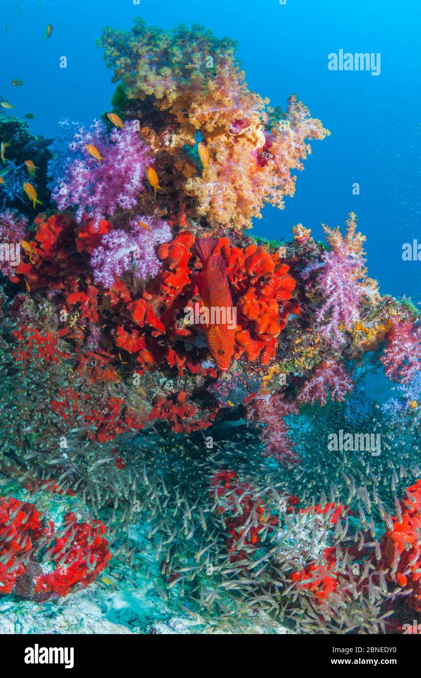 Barriera corallina con coralli molli (Dendronephthya sp.), spugne incrostanti e spazzatrici pigmei (Parapriacanthus ransonetti) Isole Similan, Mare delle Andamane, Tha Foto Stock