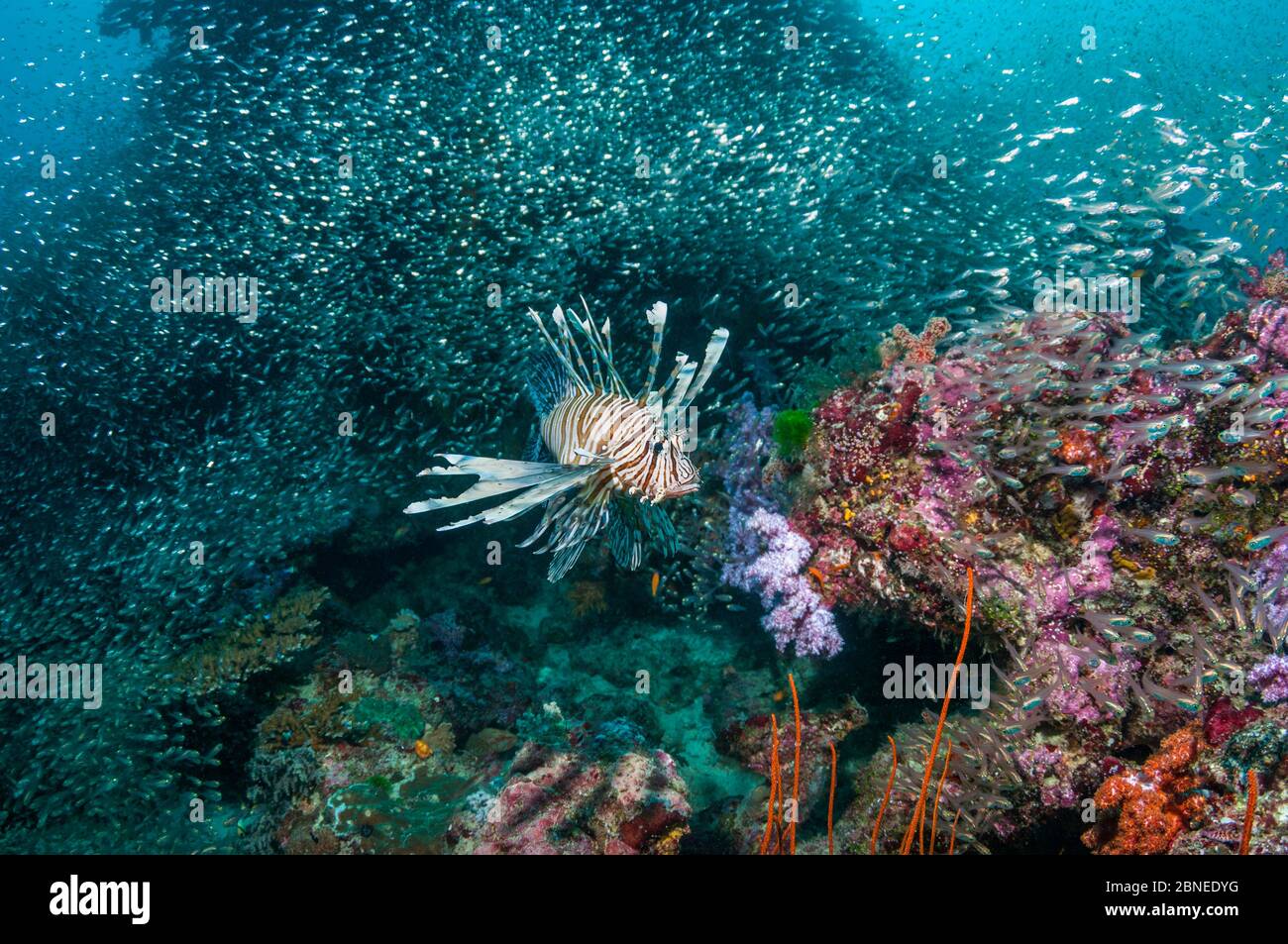 Lionfish (Pterois volitans) caccia Pigmy Sweepers (Parapriacanthus ransonetti) Isole Similiane, Mare delle Andamane, Thailandia. Foto Stock