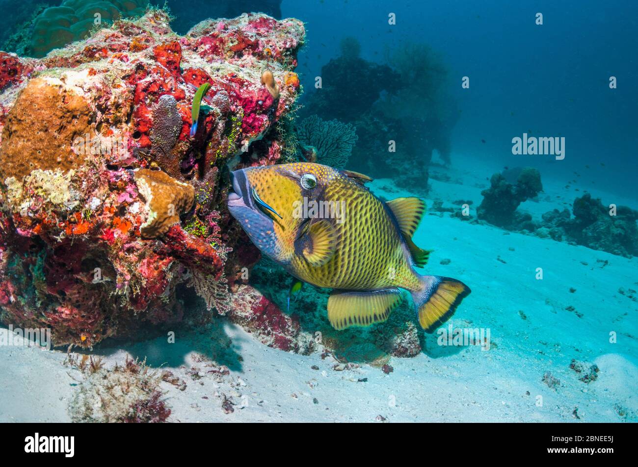 Titano triggerfish (Balistoides viridesens) con una wrasse Bluestreak Cleaner (Labroides dimidiatus) Mare delle Andamane, Thailandia. Foto Stock