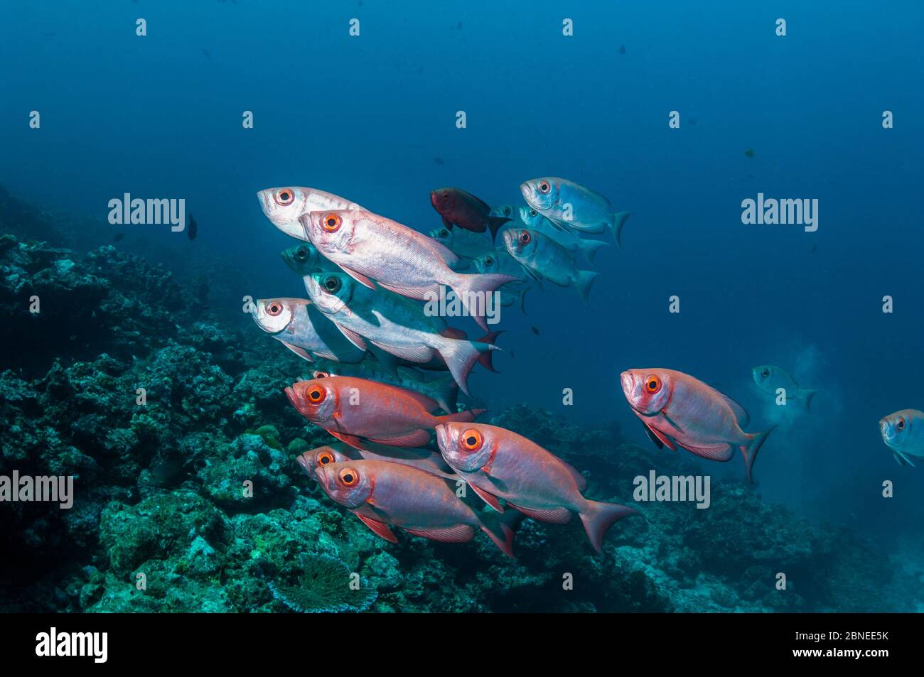 Big-eye o Goggle-eye (Priacanthus hamrur) con un po' di colore che cambia da argento a rosso brillante e ritorno. Mare delle Andamane, Thailandia. Foto Stock