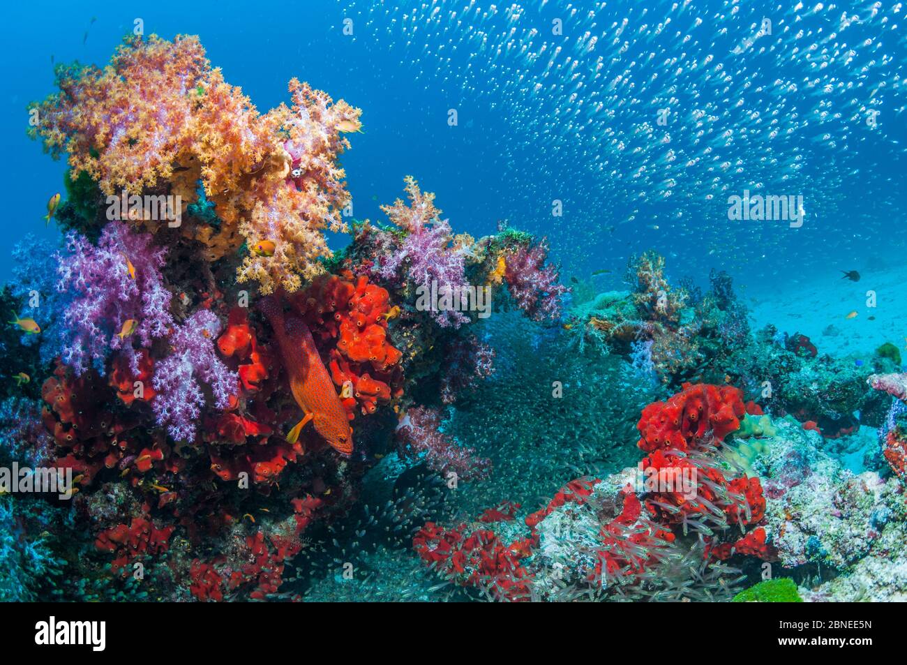 Barriera corallina con coralli molli (Dendronephthya sp.), spugne incrostanti e spazzatrici pigmei (Parapriacanthus ransonetti) Isole Similan, Mare delle Andamane, Tha Foto Stock