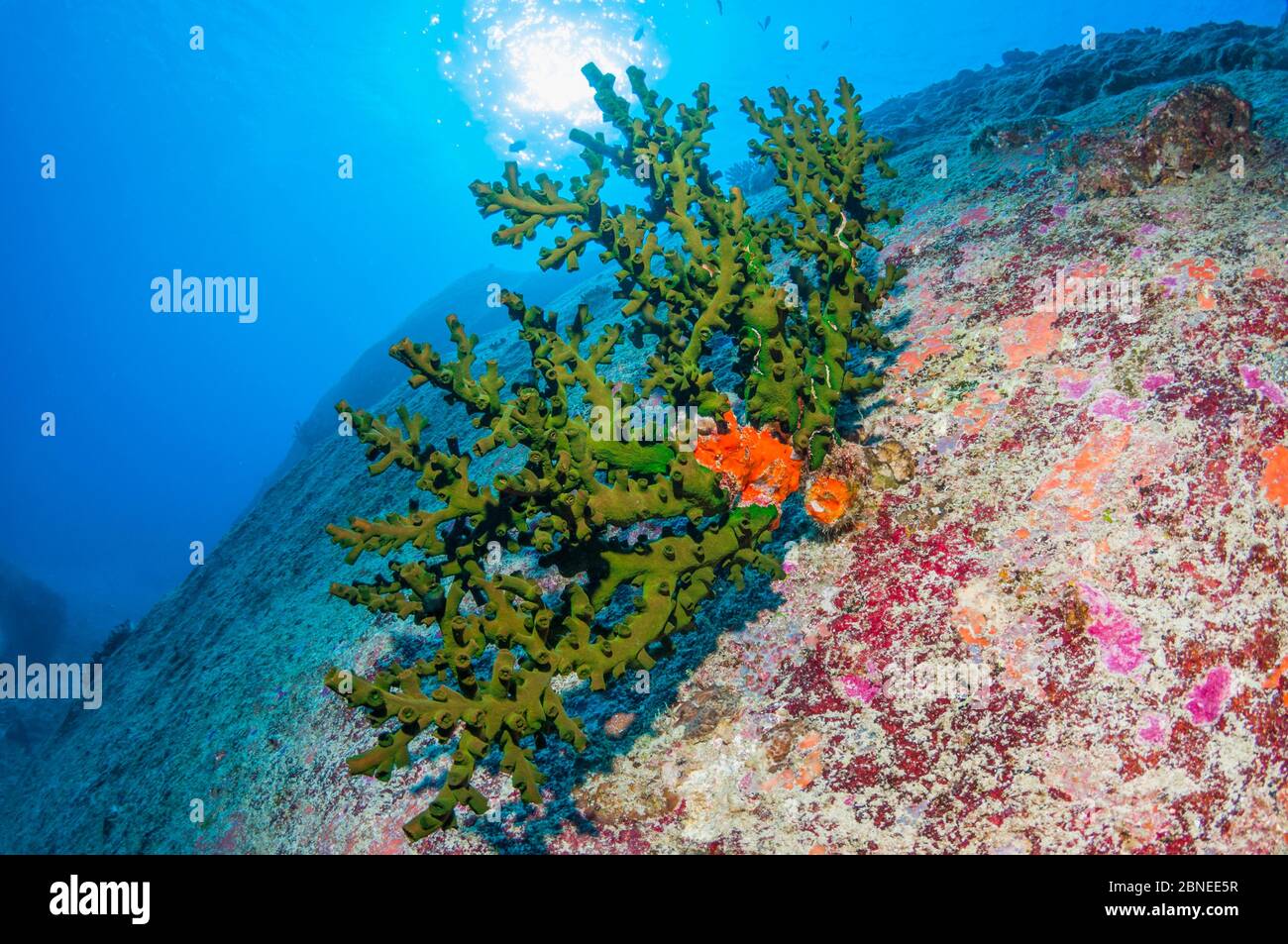Corallo di albero nero (Tubastrea micranthus) e Dendrophylliida che cresce su un grande masso di granito. Mare delle Andamane, Thailandia. Foto Stock