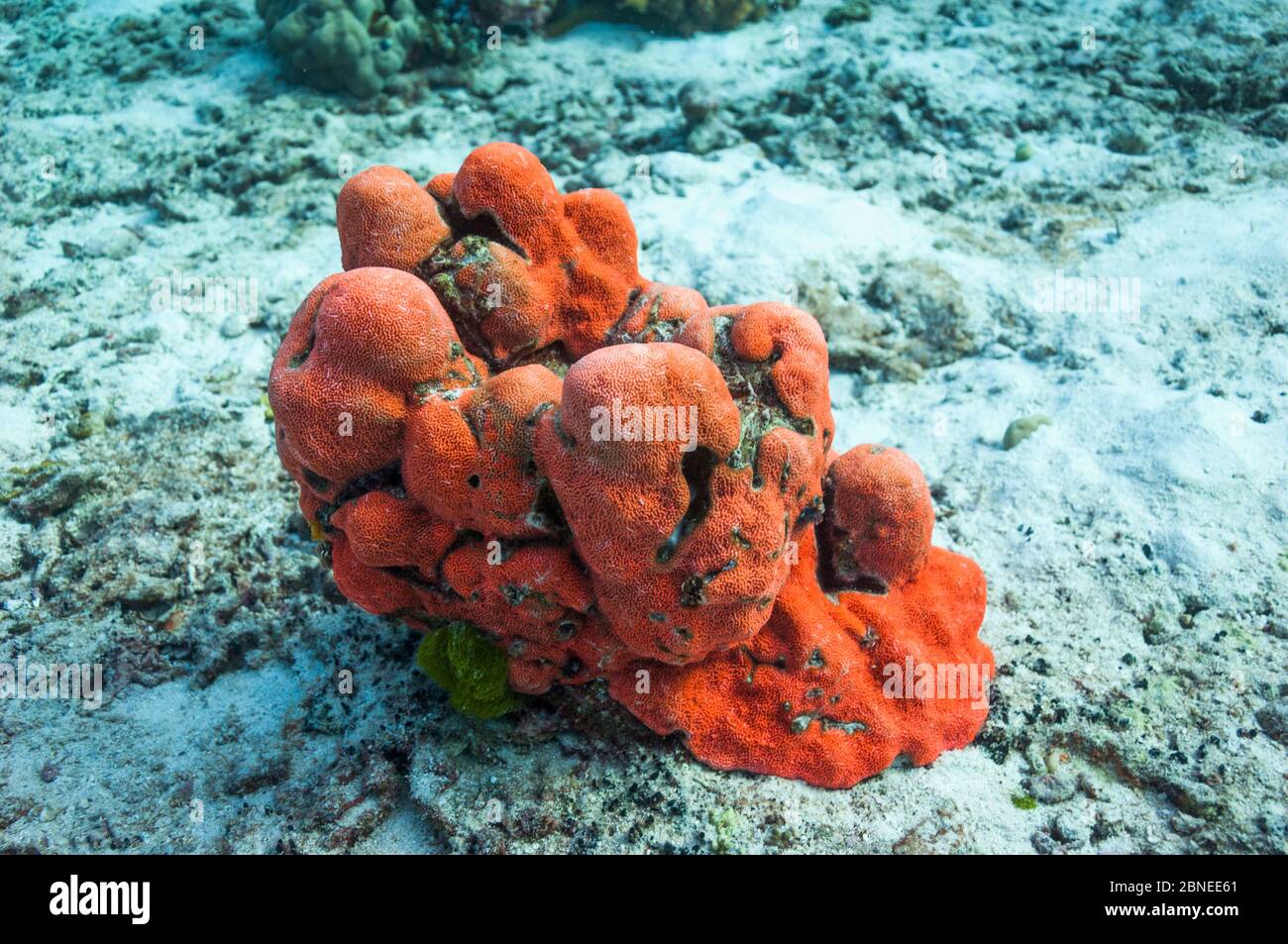 Corallo arancione fluorescente. Mare delle Andamane, Thailandia. Foto Stock