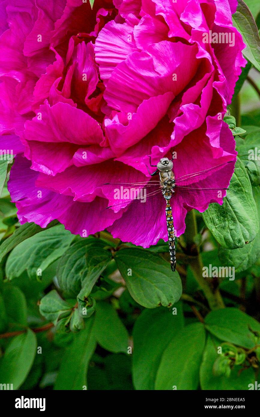Rhionaeschna californica, California Darner Dragonfly su peony Foto Stock