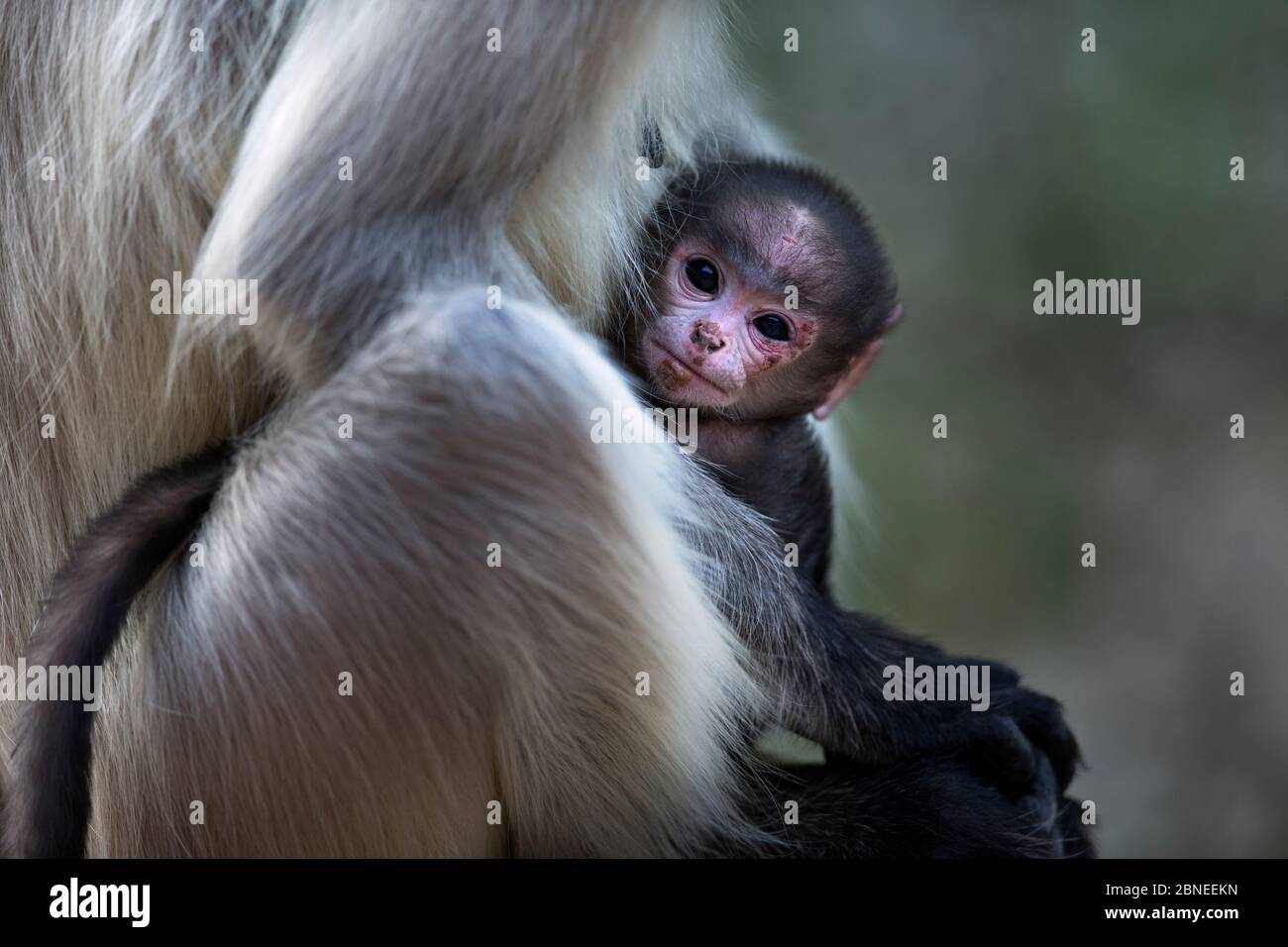 Pianure meridionali langur grigio / Hanuman langur (Semnopithecus dussumerieri) infante di età compresa tra pochi giorni seduto con la madre. Jodhpur, Rajasthan, India. Ma Foto Stock