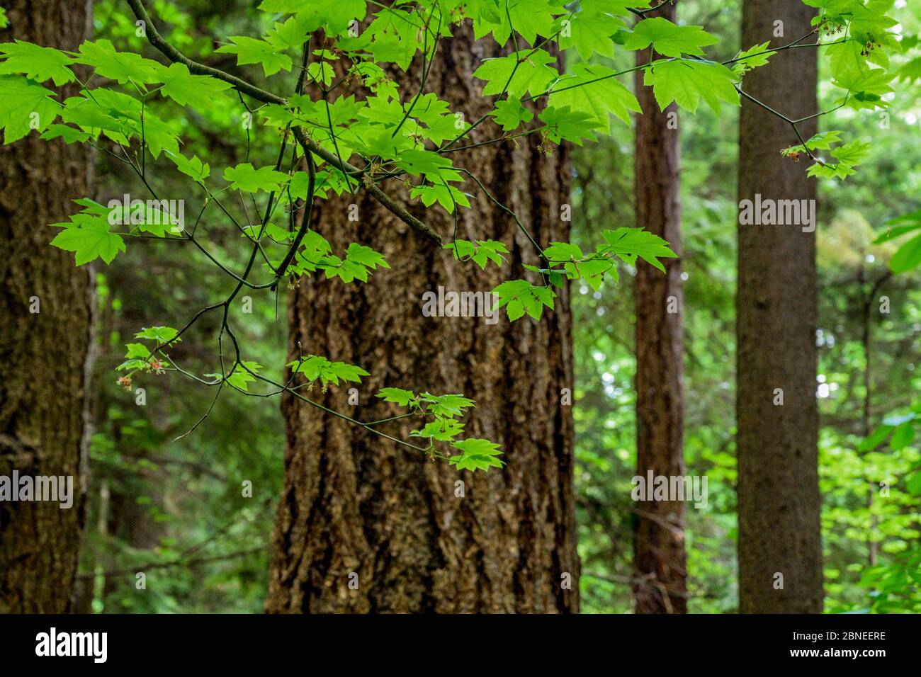 Vite acero foglie, Primavera, Mahon Park, Vancouver Nord, British Columbia, Canada Foto Stock
