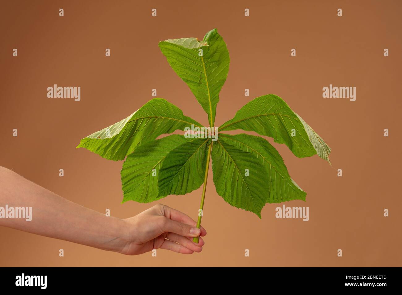 La mano femmina tiene foglie di castagno verde, isolate su beige Foto Stock