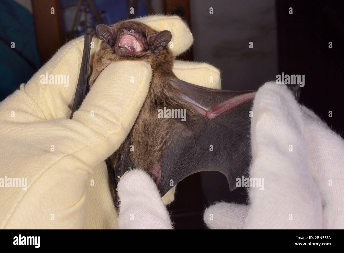 Leisler / Lesser Noctule / Bat armato di peluche (Nyctalus leisleri) tenuto per mostrare la pelliccia di shaggy sotto le sue ali, North Devon Bat Care, Barnstaple, Devon, Foto Stock
