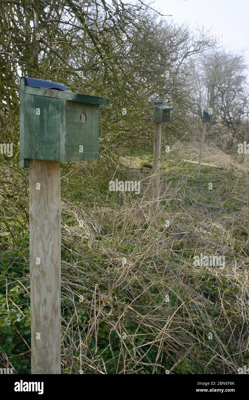 Fila di scatole di nido su posti eretti in un terreno agricolo hedgerow per alberi passeri (Passer montanus) da studenti Royal Agricultural University come parte del Foto Stock