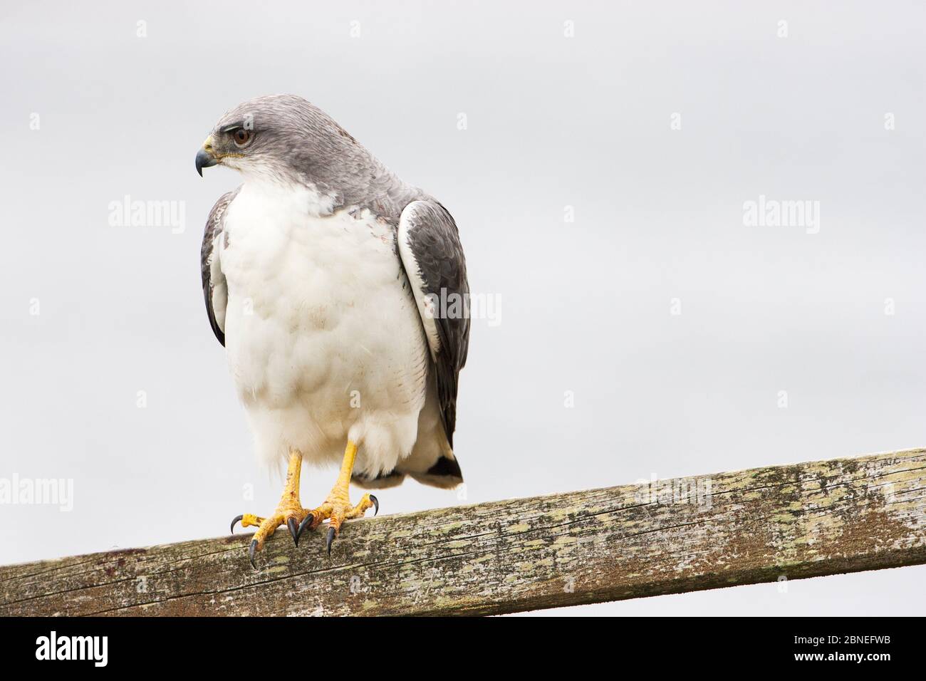 Falco variabile (Poliosoma di Buteo) arroccato su parte di una recinzione, Darwin, Falkland orientale, Isole Falkland novembre Foto Stock