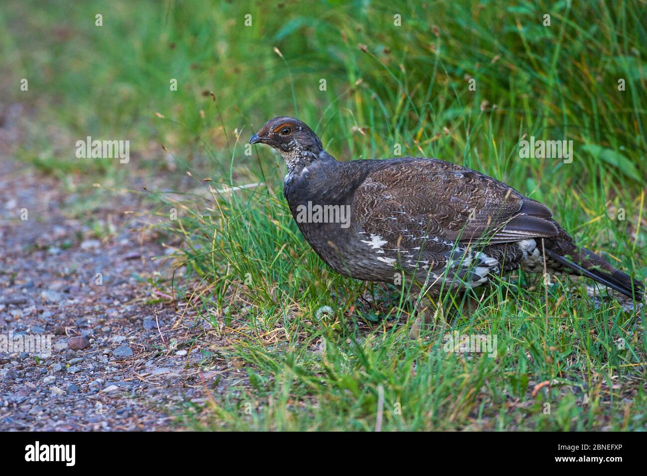 Blue Grouse (Dendragapus obscure) maschio in sottobosco, Signal Mountain, Grand Teton National Park, Wyoming, USA giugno Foto Stock