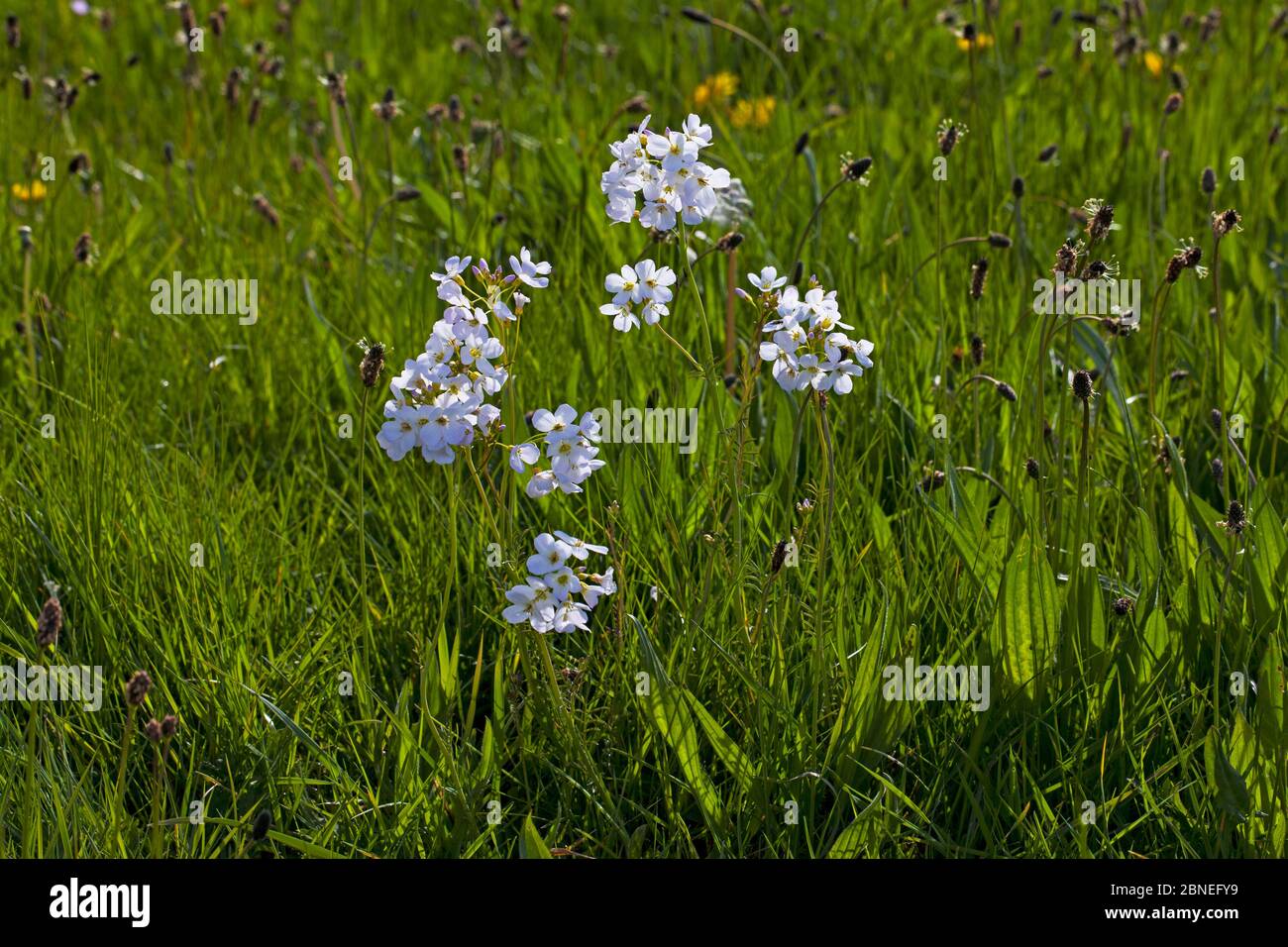 Fiore di cucù (Cardamine pratensis) e la pianta di Ribwort (Plantago lanceolata) fioriscono in prati d'acqua, Ringwood, Hampshire, UK aprile Foto Stock