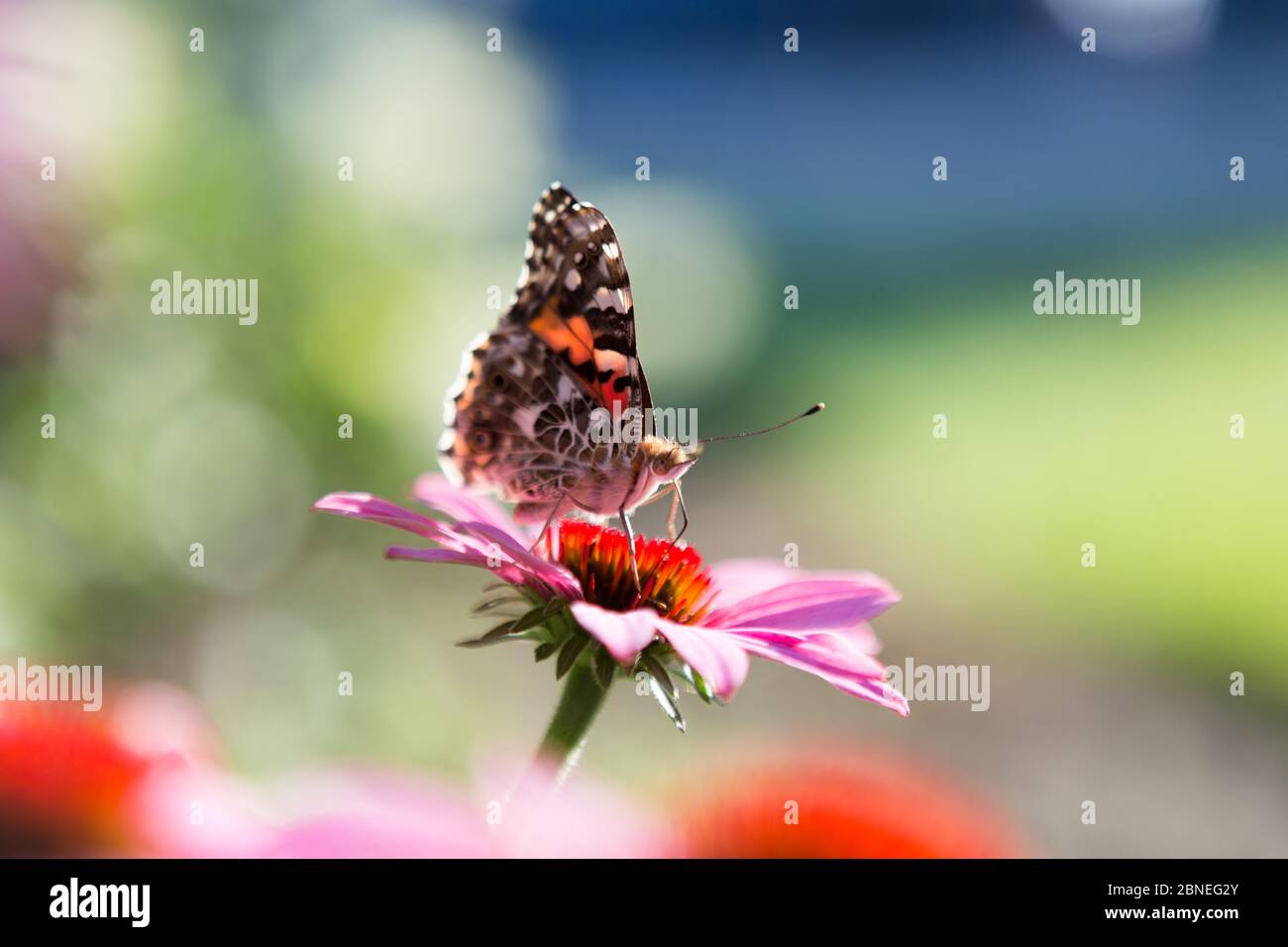 Vanessa Cardui, dipinto farfalla closeup signora su controflower rosa in giardino. Foto Stock
