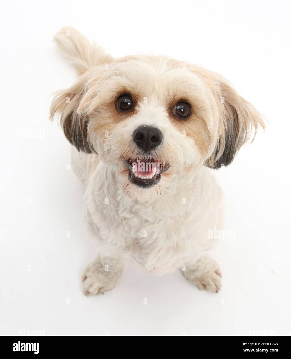 Cavachon, Cavalier King Charles Spaniel cross Bichon frise Foto Stock