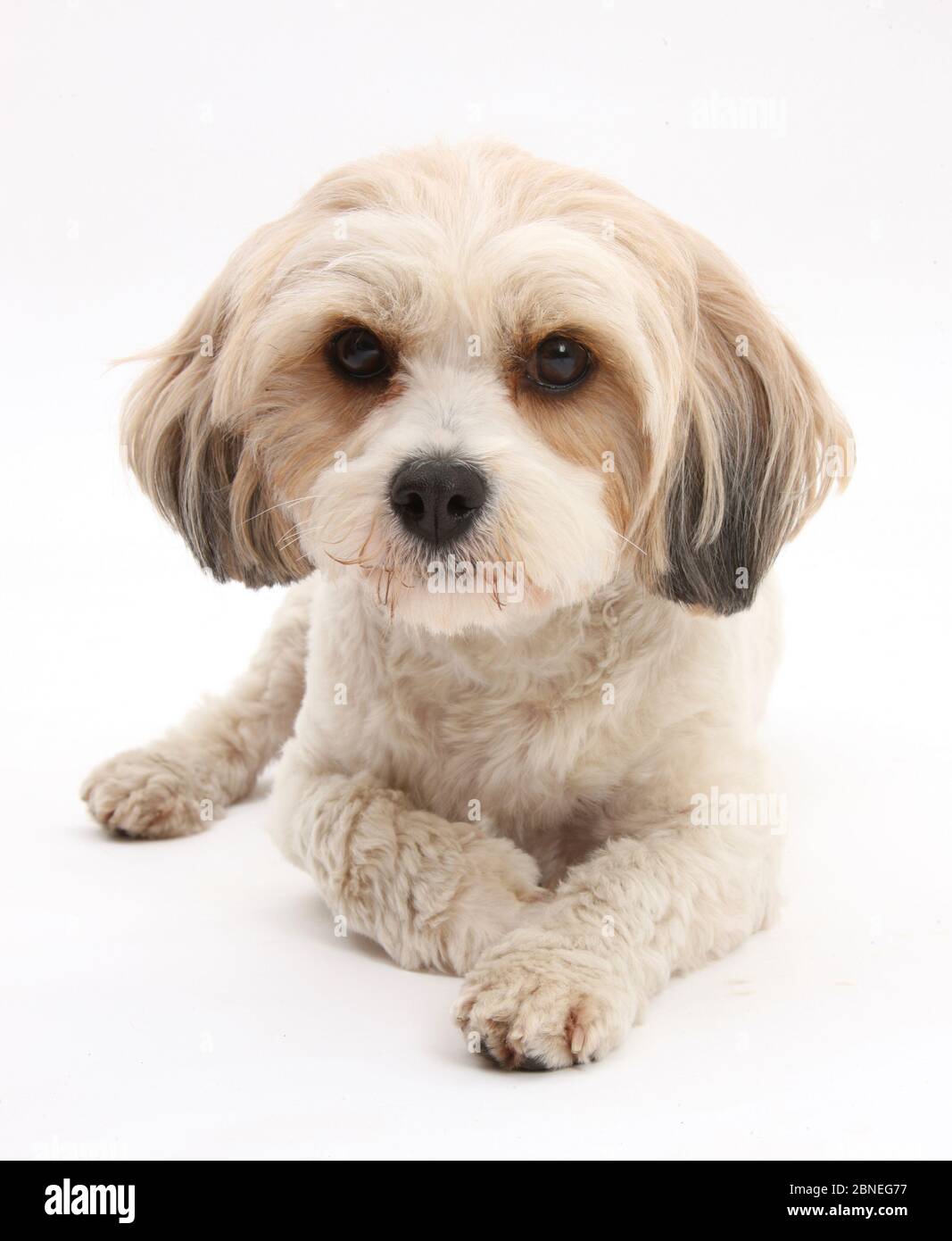 Cavachon, Cavalier King Charles Spaniel cross Bichon frise Foto Stock