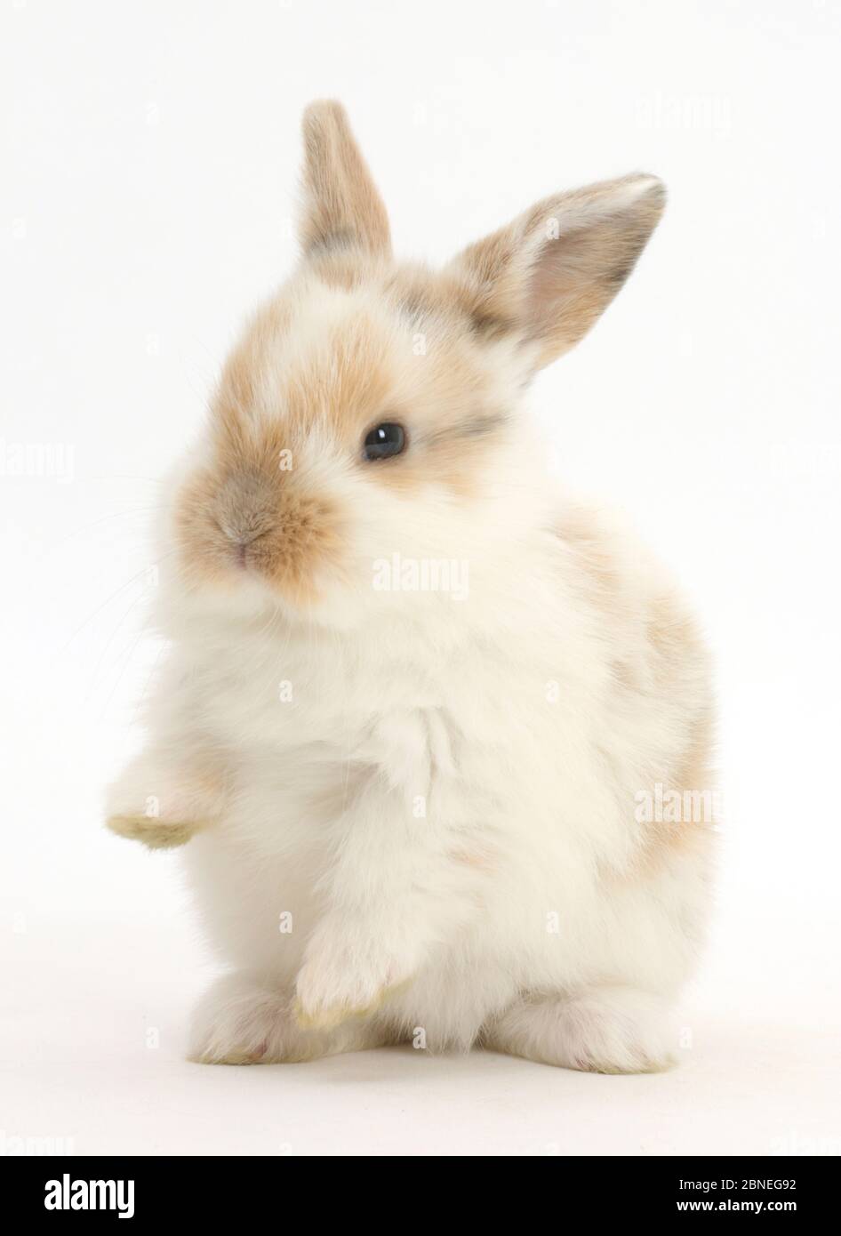 Coniglio giovane con zampe fino. Foto Stock