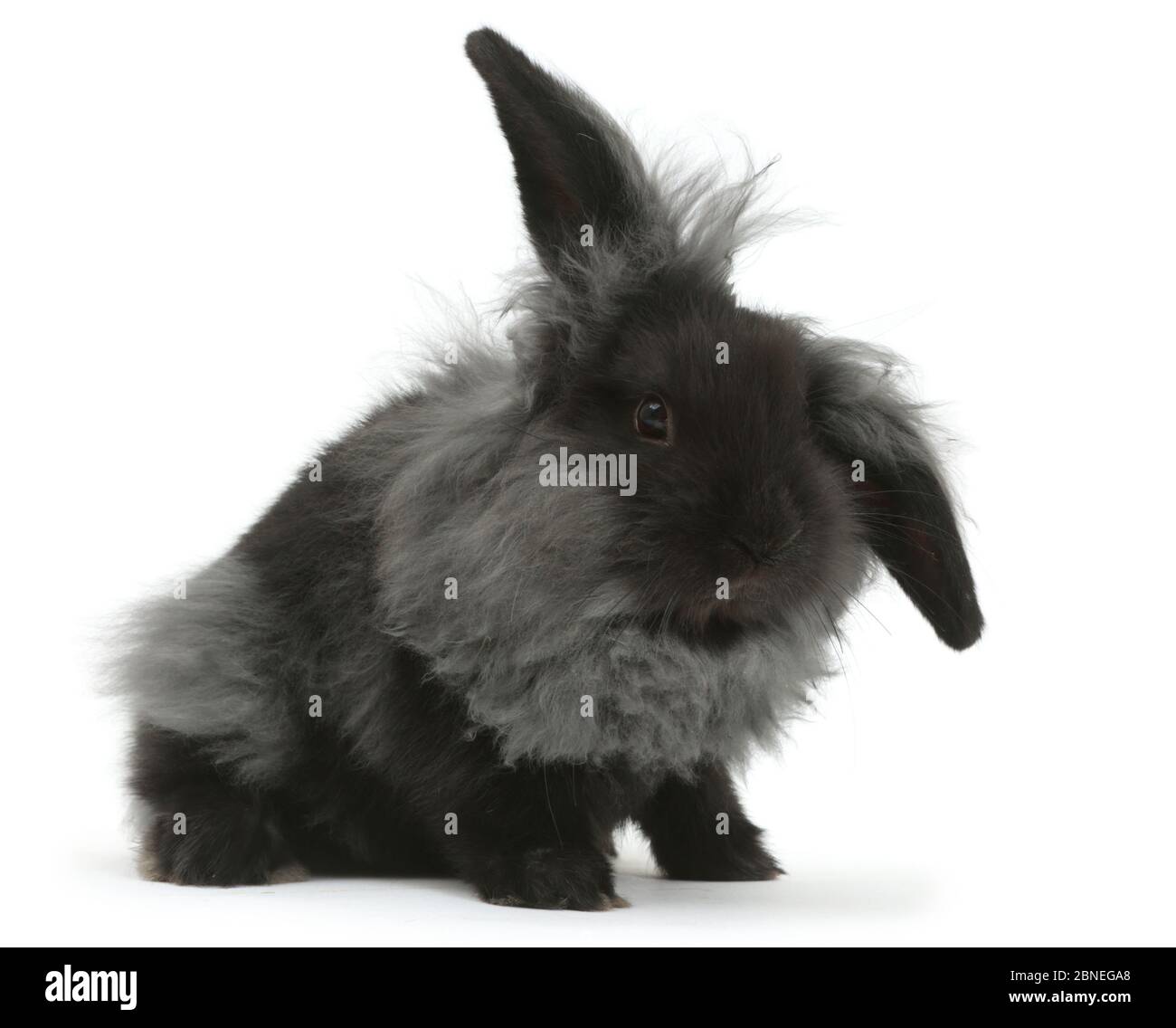 Fumo nero fluffy Lionhead x Lop moulting coniglio. Foto Stock