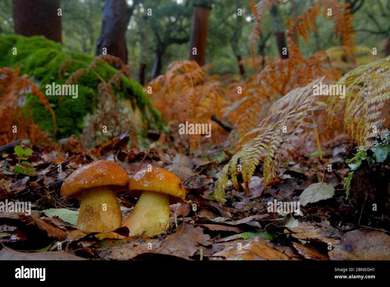 Penny bun / fungo di Cep (Boletus edulis) Los Alcornocales Parco Naturale, Cortes de la Frontera, Spagna meridionale, novembre. Foto Stock