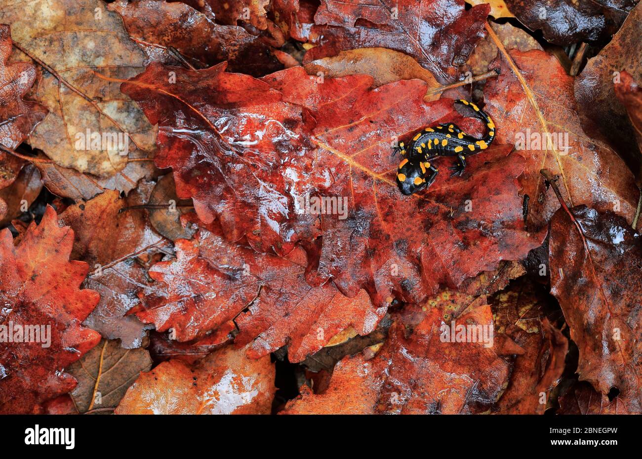Salamandra (Salamandra salamandra) in lettiera a foglia, Montes de Ucieda, Ucieda, Cantabria, Spagna, settembre. Foto Stock