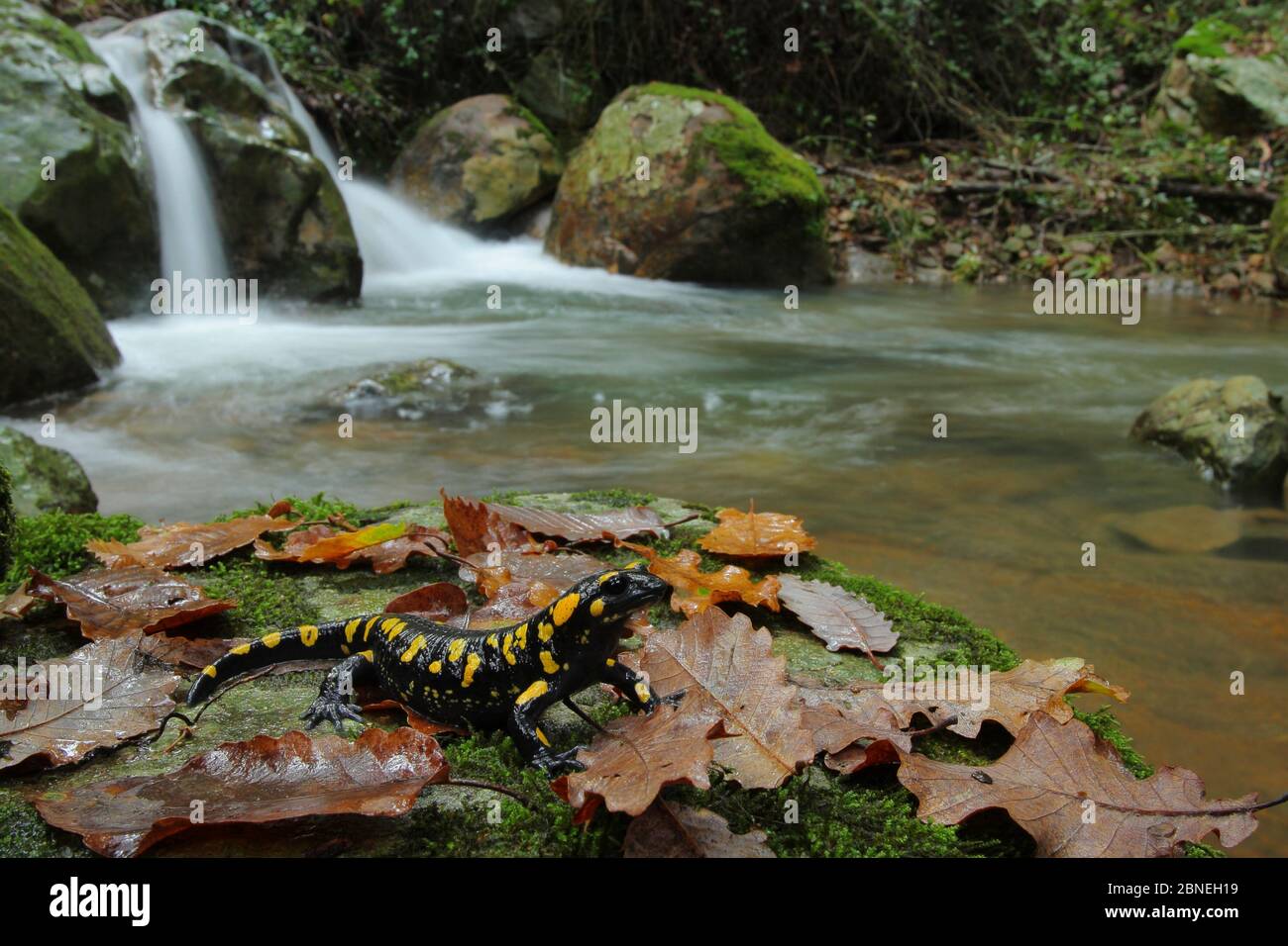 Salamander fuoco (Salamandra salamandra) da piccola cascata, Los Alcornocales Parco Naturale, Spagna meridionale, gennaio. Foto Stock