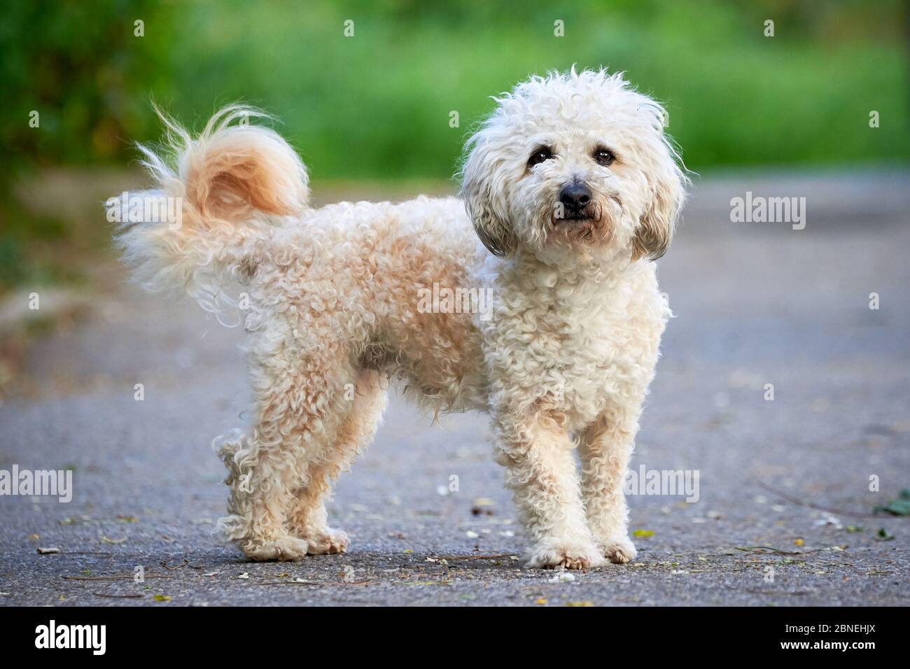 Fritta Bichon, bel cane bianco Foto Stock