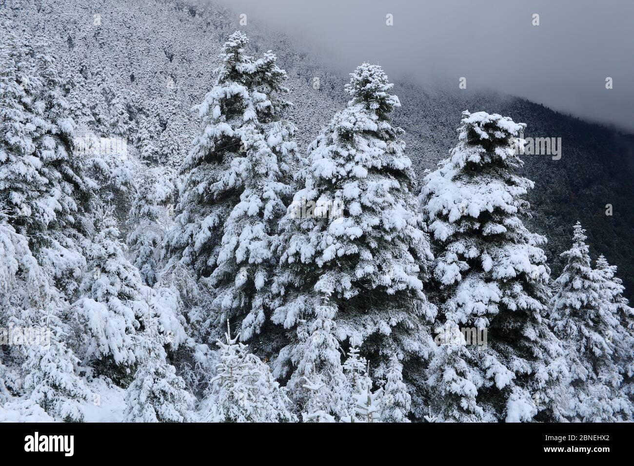 Lo spagnolo di abeti (Abies pinsapo) ricoperta di neve, Sierra de Grazalema Parco Naturale, il sud della Spagna, novembre 2008. Foto Stock