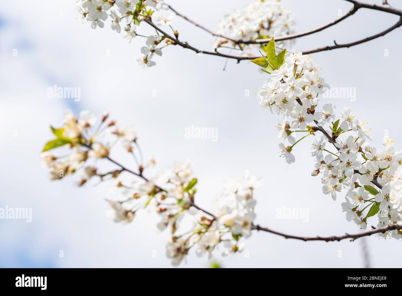 Bianco con fiori rosa dei ciliegi in fiore in una giornata di primavera nel parco. Foto Stock