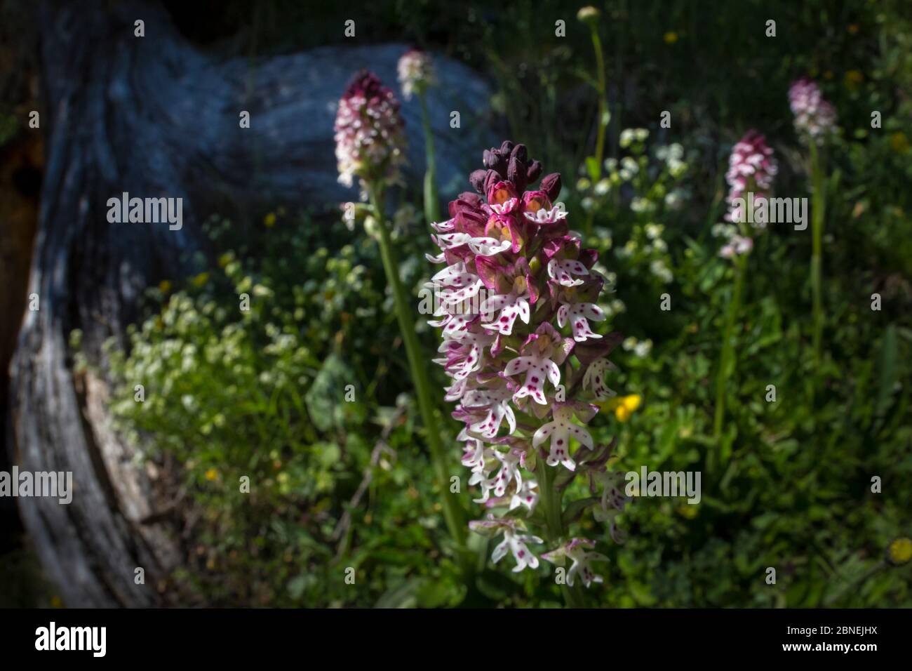 Bruciato / bruciato-punta (orchidee Orchis ustulata) fioritura in antico prato alpino. Nordtirol, Alpi austriache. Giugno. Foto Stock