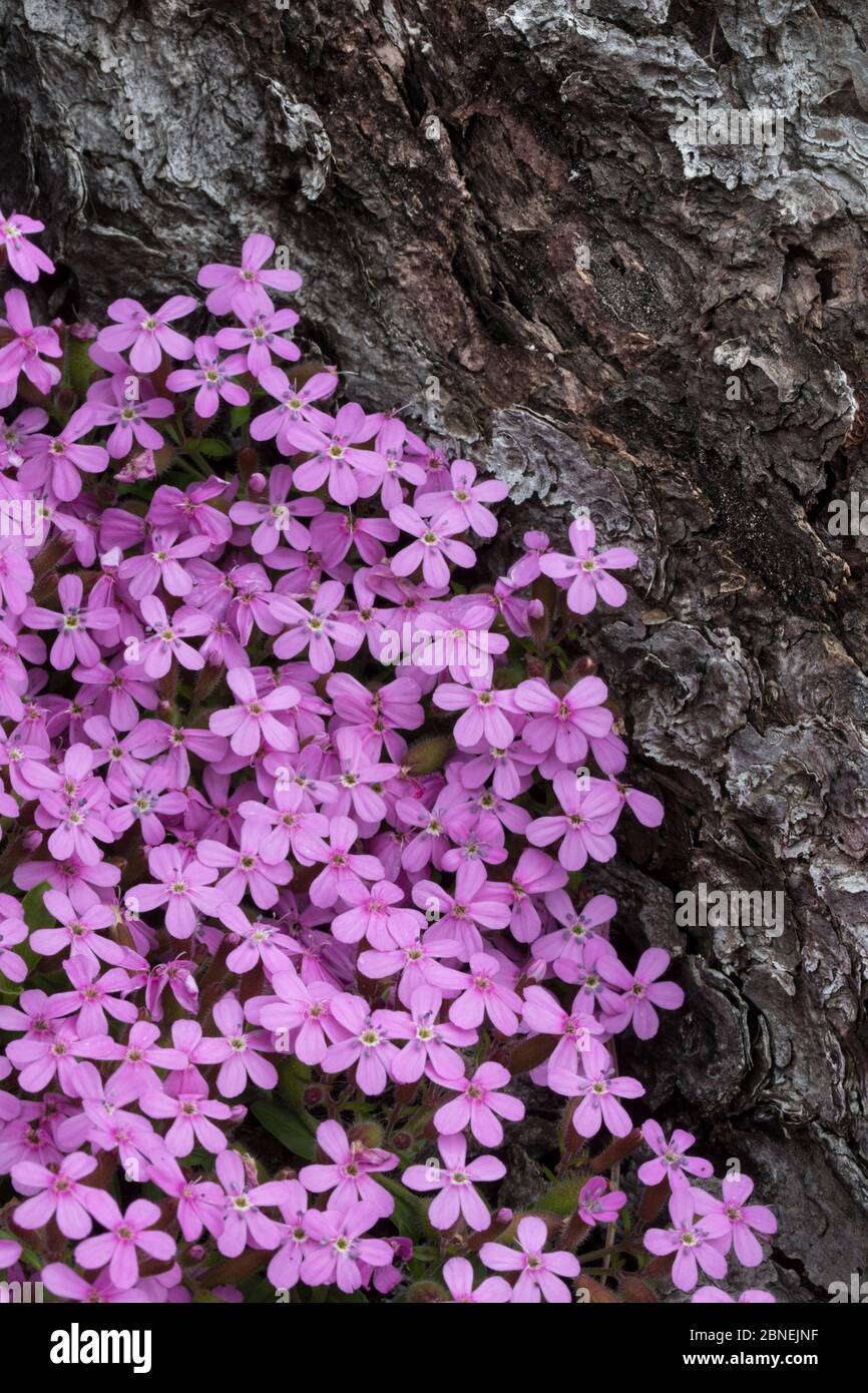 Tumbling Ted / Rock soapwort (Saponaria ocymoides) che cresce ai margini di una pineta. Nordtirol, Alpi austriache. Giugno. Foto Stock