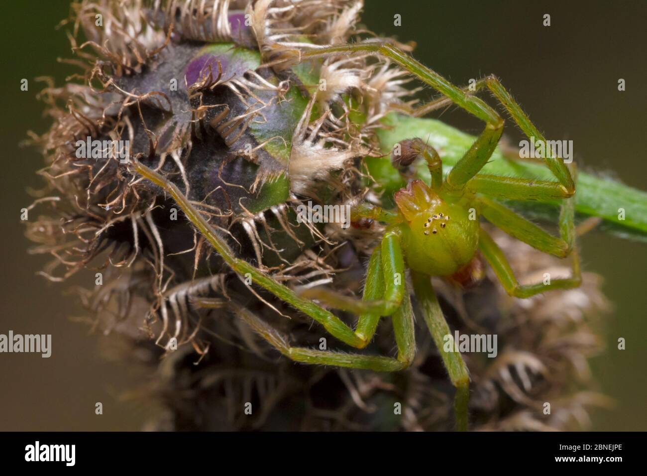 Green Huntsman Spider (Micrommata virescens) maschio, Nordtirol, Alpi austriache. Giugno. Foto Stock