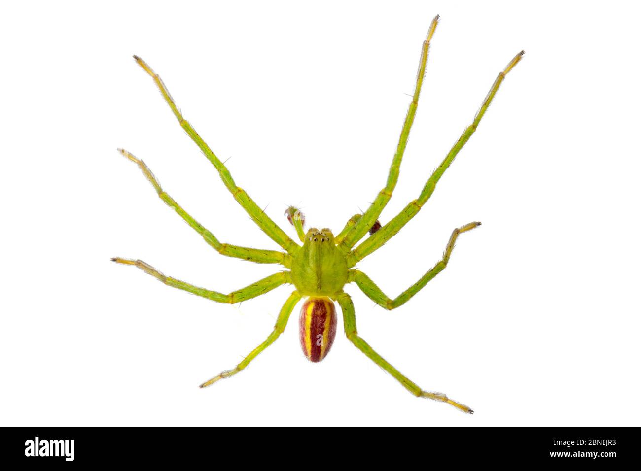 Green Huntsman Spider maschio (Micrommata virescens) fotografato su sfondo bianco in studio mobile. Nordtirol, Alpi austriache. Giugno. Foto Stock