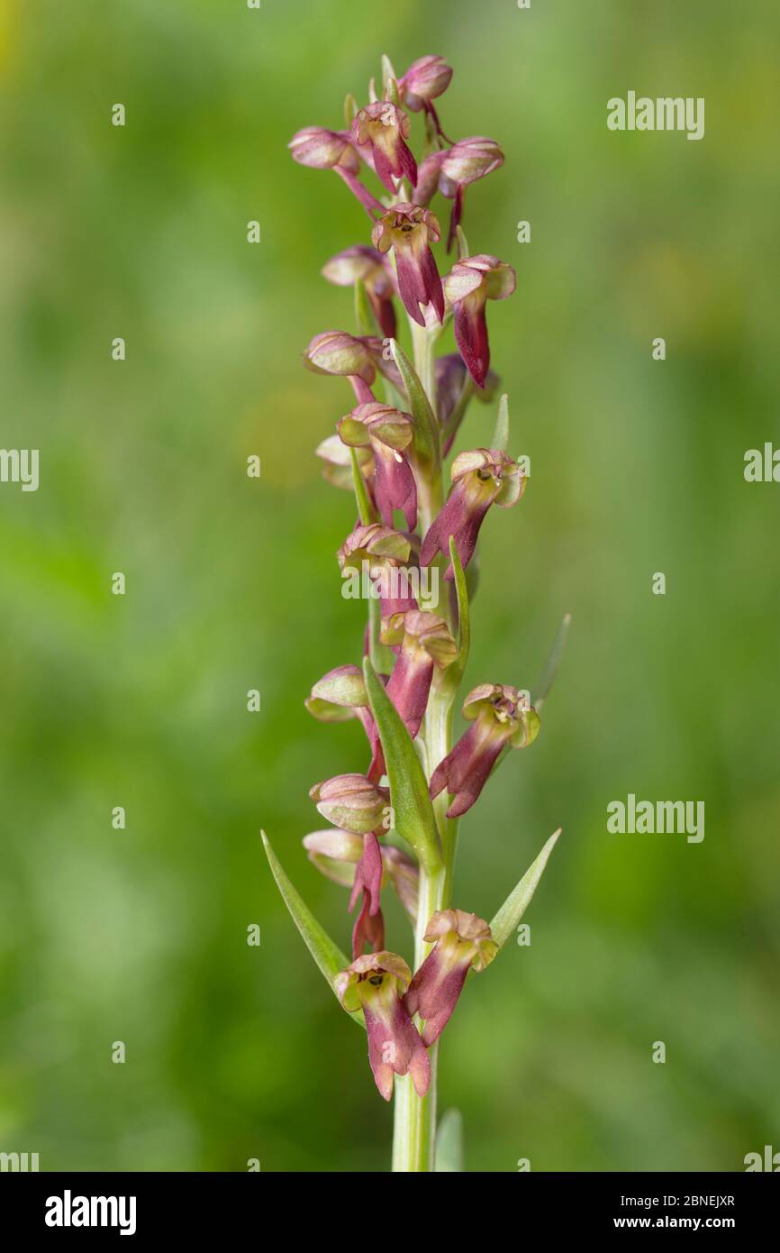 Rana Orchidea (Coeloglossum viride) Nordtirol, Alpi austriache. Luglio. Foto Stock