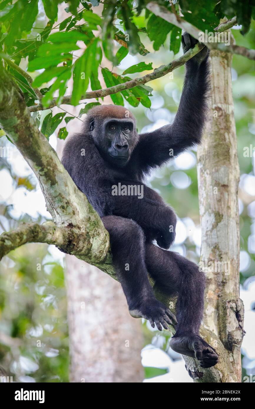 Gorilla della pianura occidentale (gorilla gorilla) seduta in un albero. Parco Nazionale di Odzala, Repubblica del Congo. Maggio Foto Stock