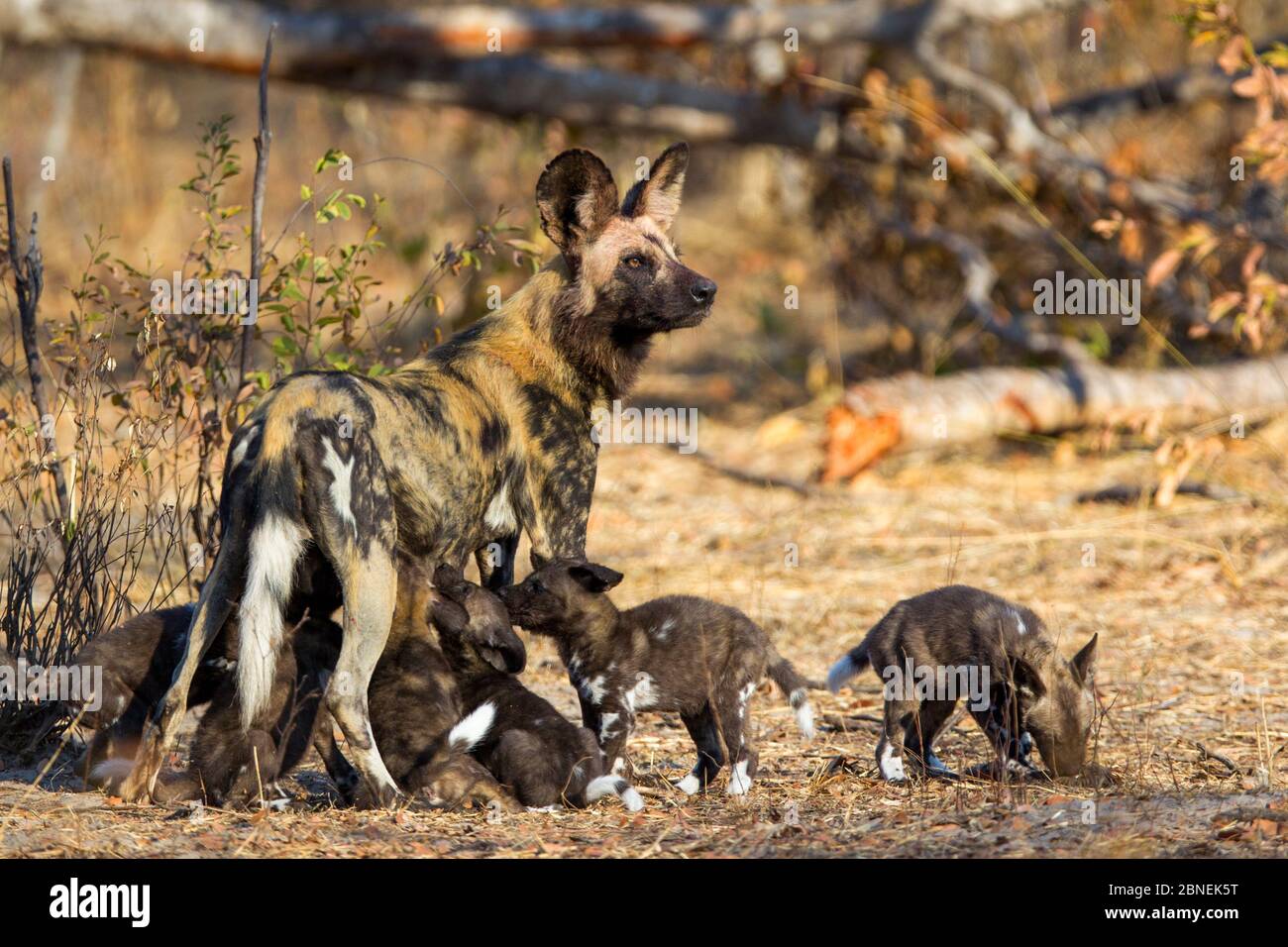 Cane selvatico africano (Lycaon pictus) madre che alimenta i cuccioli. Parco nazionale di Hwange, Zimbabwe. Luglio Foto Stock