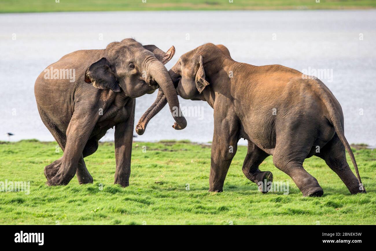 Elefante dello Sri Lanka (Elephas maximus maximus) i giovani giocano combattendo. Parco Nazionale di Minneriya, Sri Lanka. Settembre Foto Stock