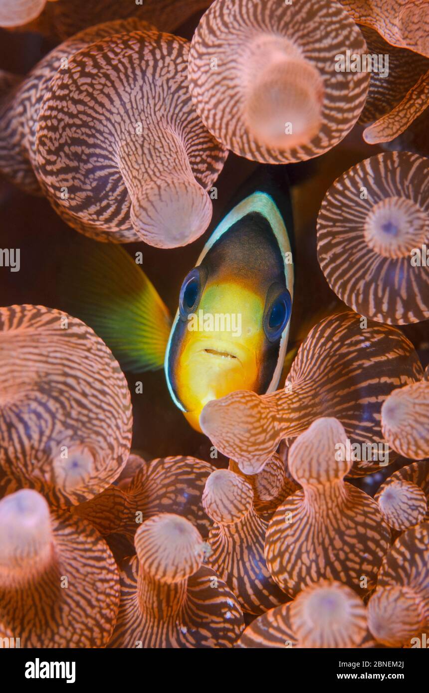 Ritratto di Anemonefish di Clark (Amphiprion clarkii) nel suo ospite Anemone Bubble-tip: Entacmaea quadricolore). Horseshoe Bay, Rinca Island, Komodo Natia Foto Stock