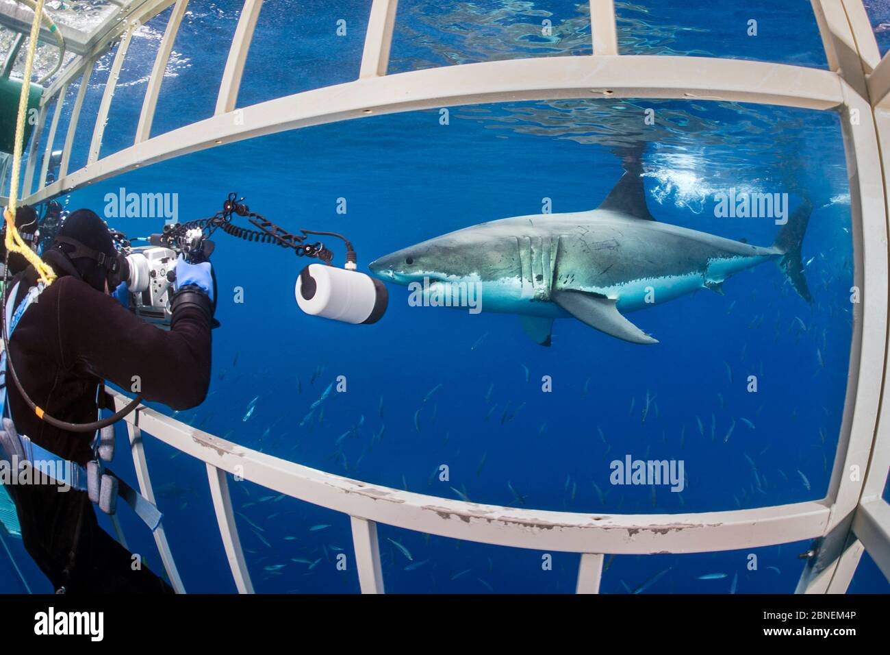 Fotografo subacqueo Brandon Cole fotografando un grande squalo bianco (Carcharodon carcharias) da una gabbia. Isola di Guadalupe, Baja California, Messico Foto Stock