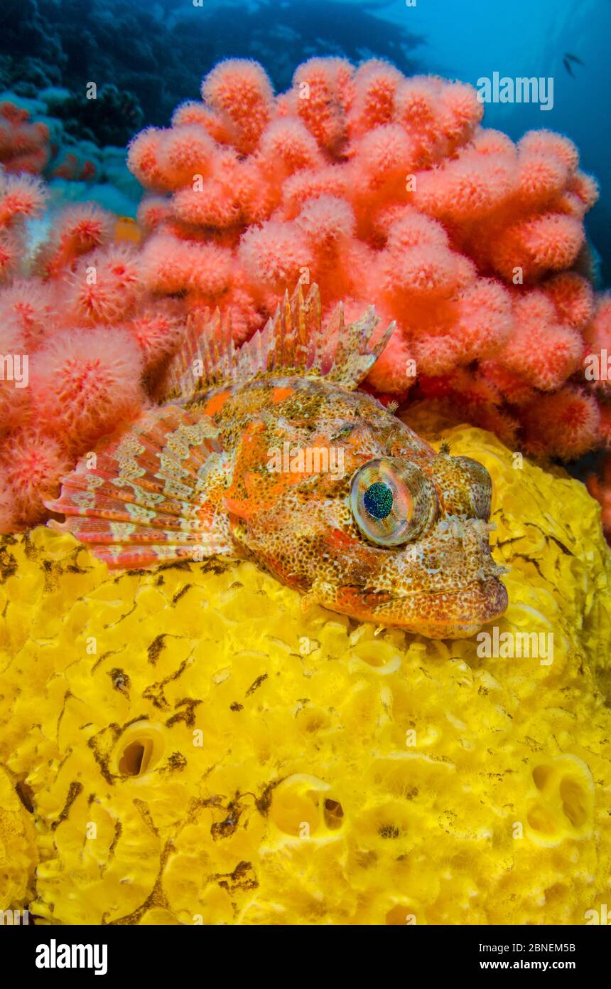 Red Irlandese lord (Hemilepidotus hemilepidotus) poggiato su una spugna gialla, di fronte al corallo rosso morbido (Eunephthya rubiformis). Passaggio di doratura, porta difficile Foto Stock
