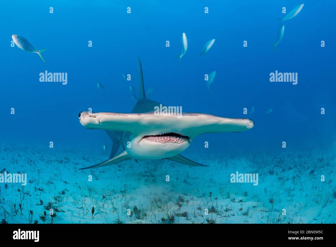Grande squalo di testa di martello (Sphyrna mokarran) che nuotano su un fondale sabbioso, accompagnato da Rainbow Runner (Elagatis bipinnulata) Bimini Sud, Bahamas. T Foto Stock