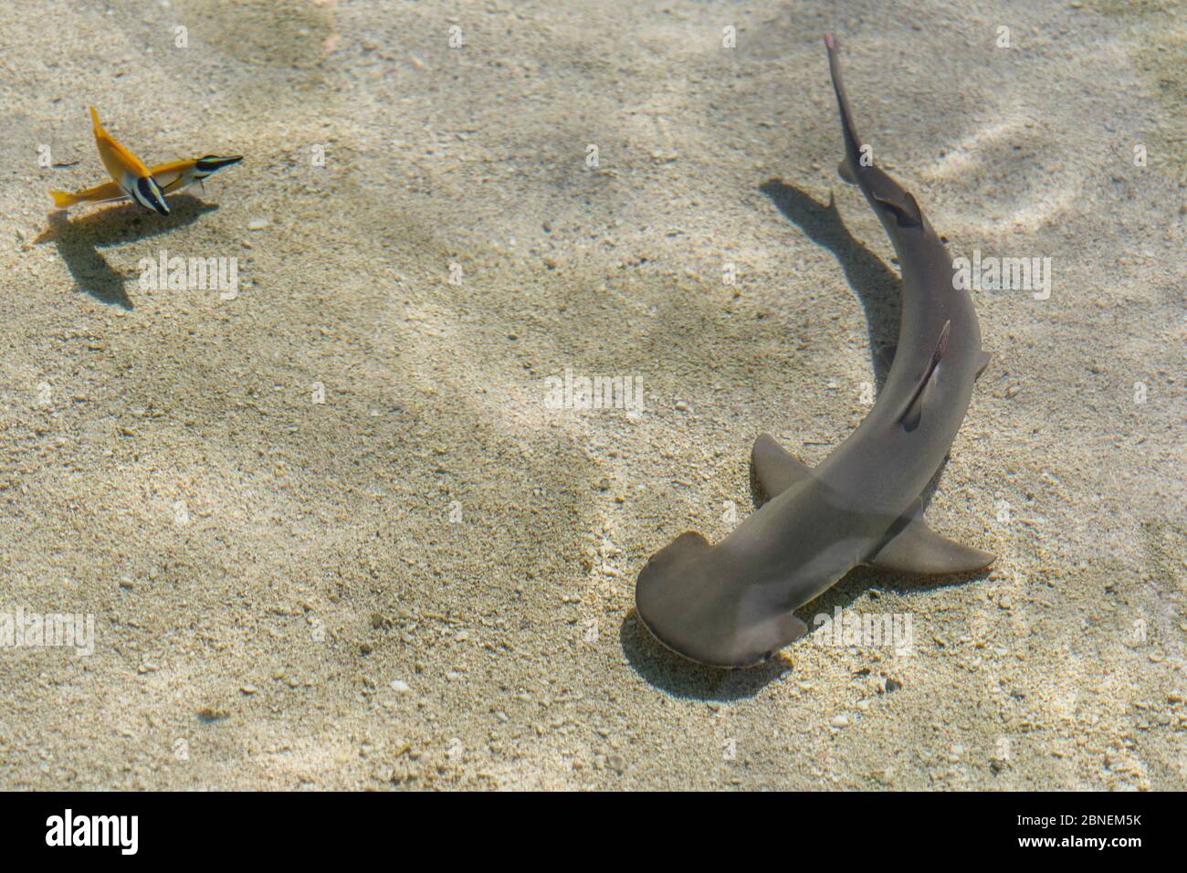 Squalo Bonnethead (Sphyrna tiburo) che circlea un paio di pesci coniglio Foxface (Siganus vulpinus) che sono protetti dai loro denti venosi. Long Beach AQ Foto Stock